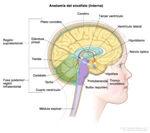 terapias freno tumores cerebrales