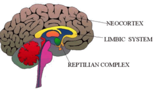 emociones cerebrales 